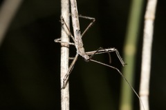 Reduviidae