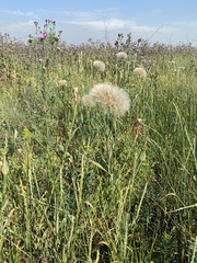Tragopogon dubius
