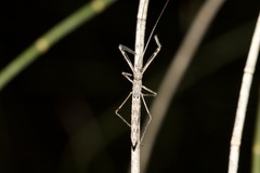 Reduviidae