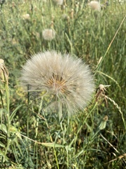 Tragopogon dubius