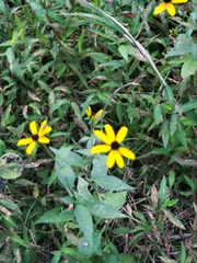 Rudbeckia