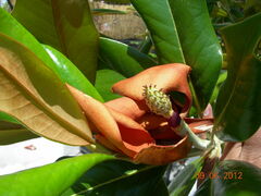 Magnolia grandiflora