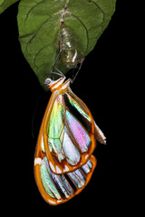 Greta annette moschion