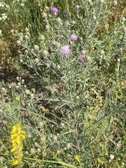 Centaurea