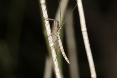 Reduviidae