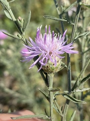 Centaurea