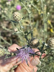 Centaurea