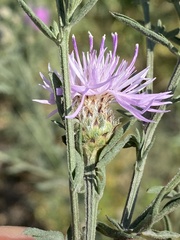 Centaurea