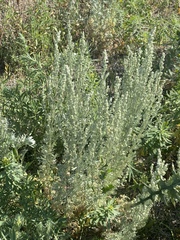 Artemisia