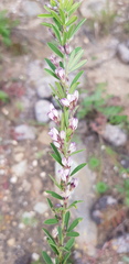 Lespedeza daurica