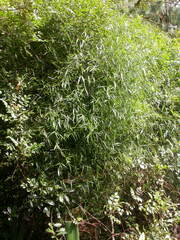 Image of Periploca linearifolia