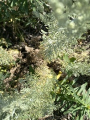 Artemisia
