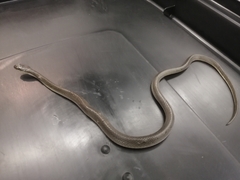 Lycodonomorphus rufulus