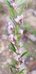 Lespedeza daurica