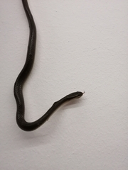 Lycodonomorphus rufulus