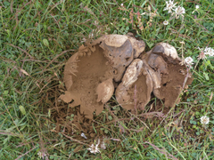 Lycoperdon utriforme