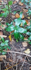 Vinca minor