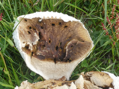 Lycoperdon utriforme