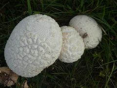 Lycoperdon utriforme