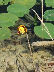 Nuphar