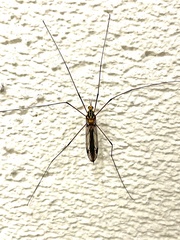 Nephrotoma australasiae