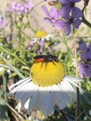 Sphecodes albilabris