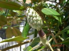 Magnolia grandiflora