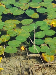 Nuphar