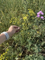 Apiaceae
