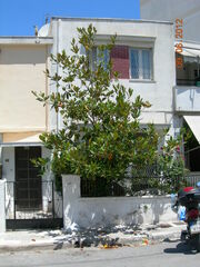 Magnolia grandiflora