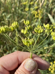 Apiaceae