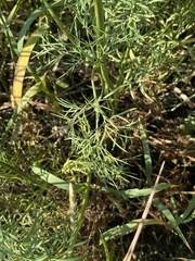 Apiaceae