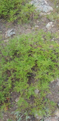 Artemisia messerschmidtiana