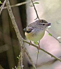 Pardalotus punctatus