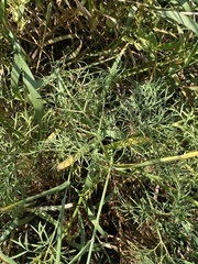 Apiaceae