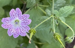 Geranium versicolor