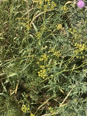 Apiaceae