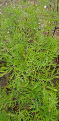 Artemisia messerschmidtiana