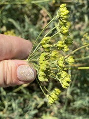 Apiaceae