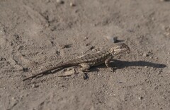 Sceloporus occidentalis bocourtii