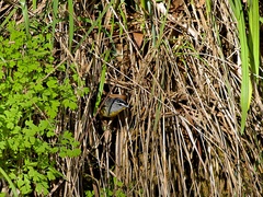 Pardalotus punctatus