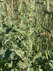 Bassia scoparia