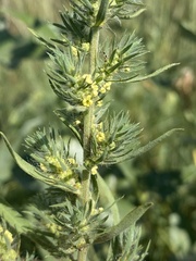 Bassia scoparia