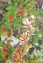 Lespedeza daurica