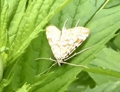 Elophila nymphaeata