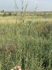 Polygonum