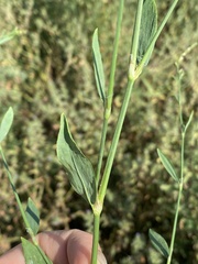 Polygonum