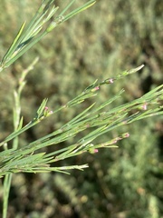 Polygonum