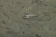 Periophthalmus chrysospilos