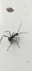 Myrmhopla